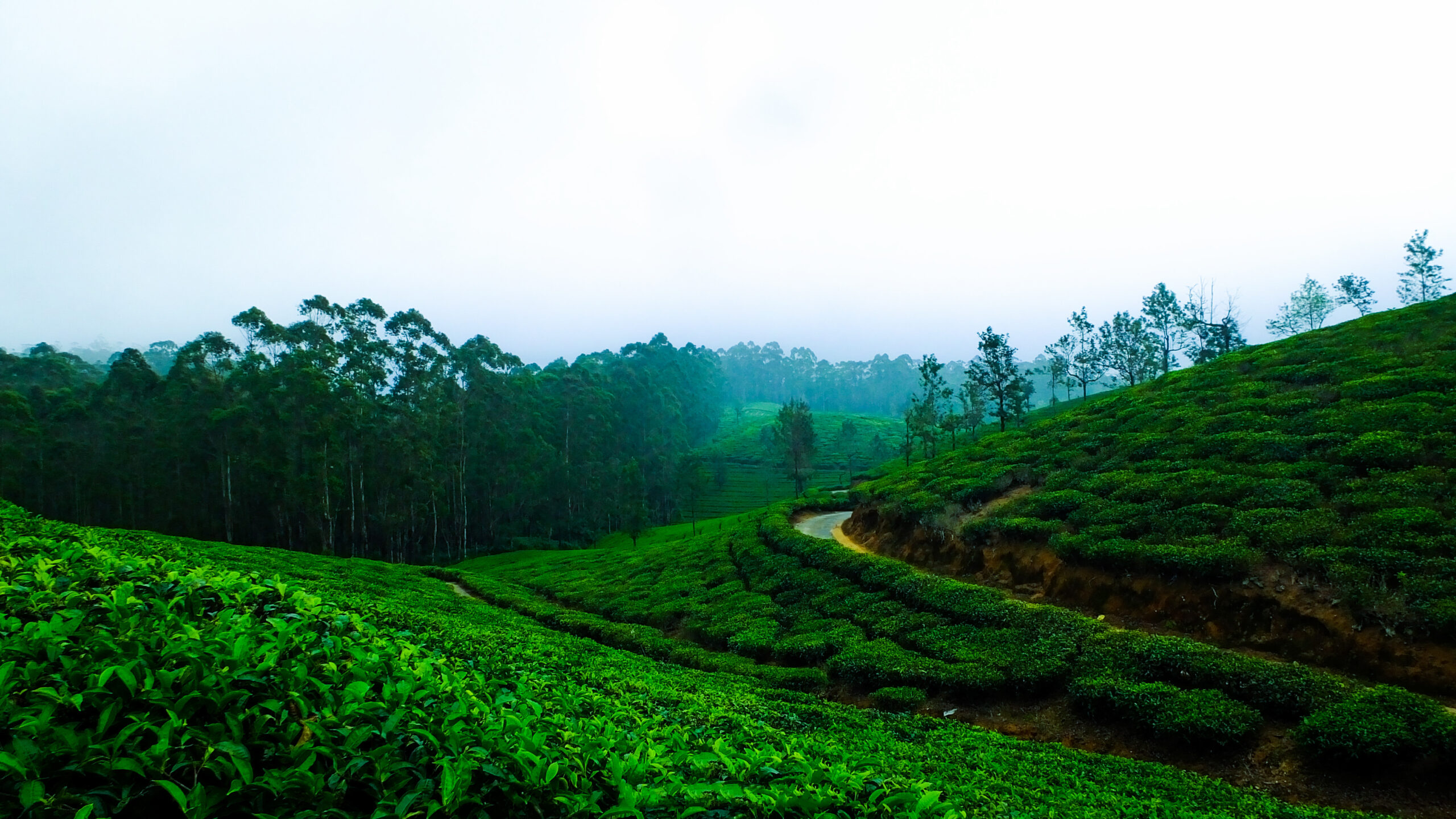 History of Munnar Tea