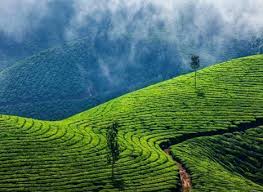 Munnar Ezra Tea Plantation